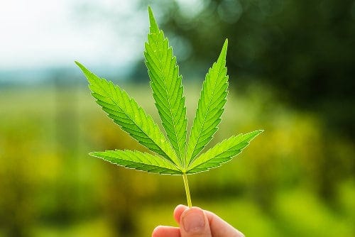 4 Myths About Marijuana